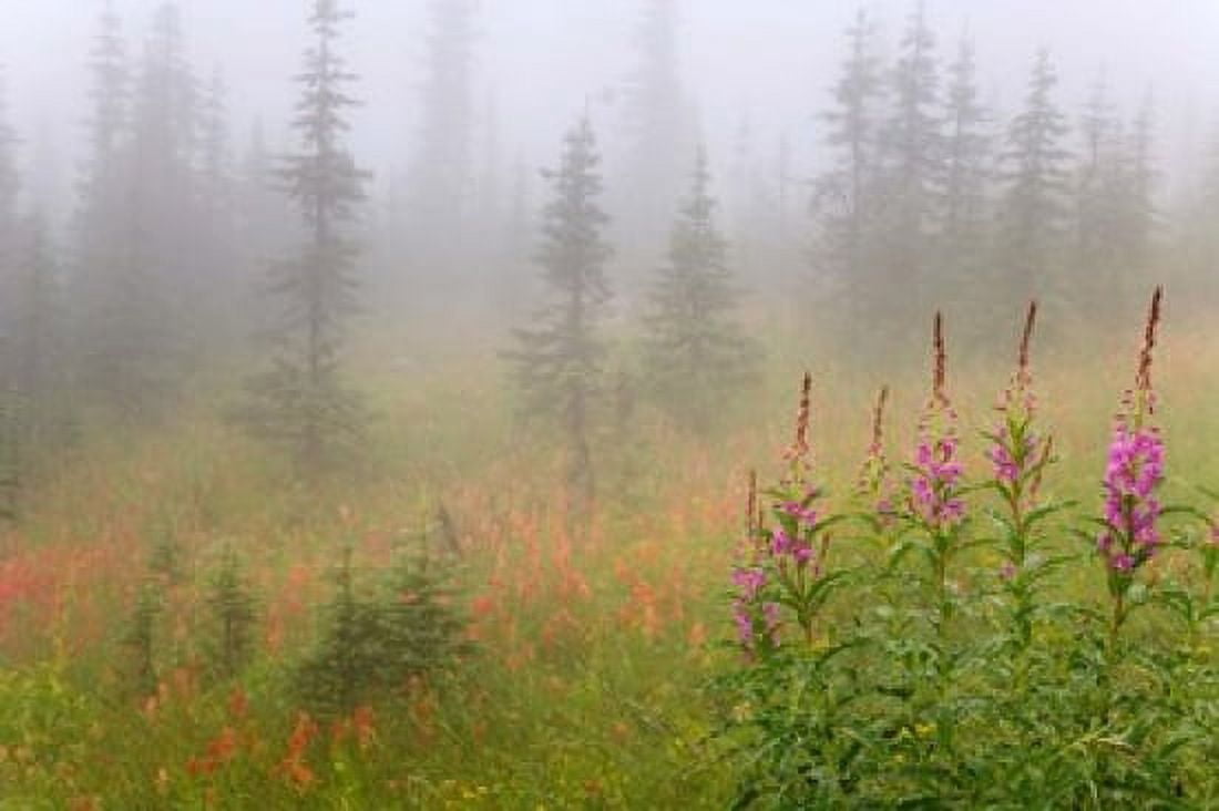 Misty Meadow Scenic Revelstoke National Park British Columbia Canada Canvas Art - Jaynes Gallery DanitaDelimont (26 x 17)