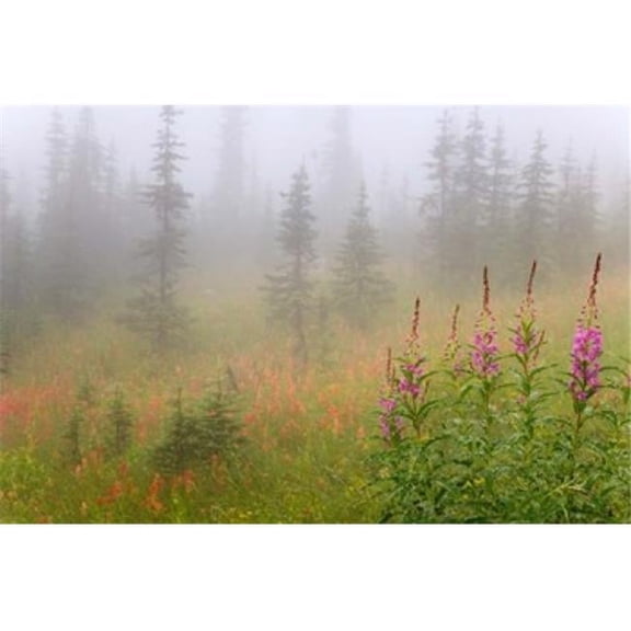 Misty Meadow Scenic Revelstoke National Park British Columbia Canada Print by Jaynes Gallery