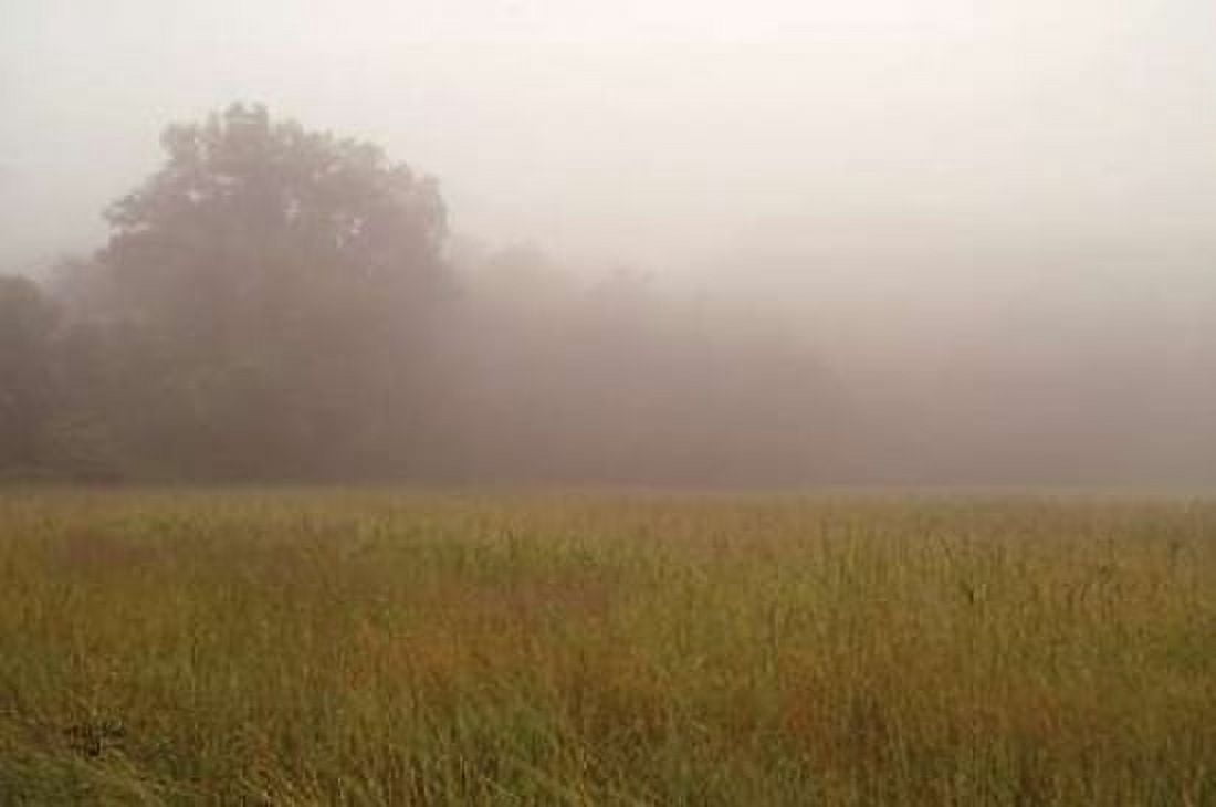 Misty Morning I Canvas Art - Studio 2 (24 x 36)