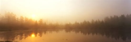 Misty Morning Volvo Bog Illinois USA Canvas Art - Panoramic Images (36 x 12)