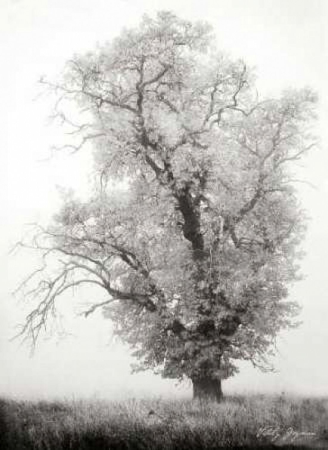 Misty Oak I BandW Canvas Art - Vitaly Geyman (18 x 24)