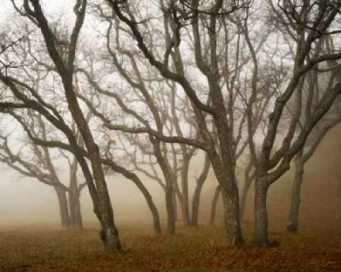 Misty Oaks I Canvas Art - Vitaly Geyman (24 x 30)