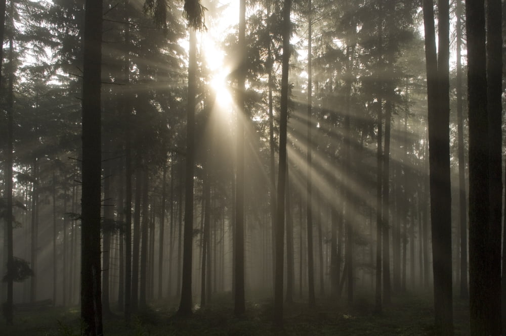 Misty Pine Forest With Sun Ray Canvas Art - Charles Bowman Design Pics (34 x 22)
