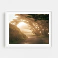 thumbnail image 1 of Misty Point Reyes - Point Reyes Station California Photography Forest Nature Landscape Scenic Sunset Rural White Framed Wall Art Print 9 x 12 inches, 1 of 3