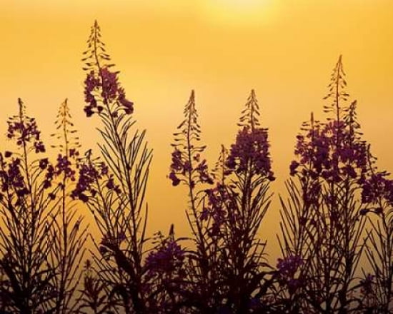 Misty Summer Evening Canvas Art - Peter Lilja (24 x 30)