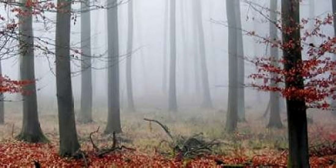 Misty Woods Canvas Art - PhotoINC Studio (24 x 48)