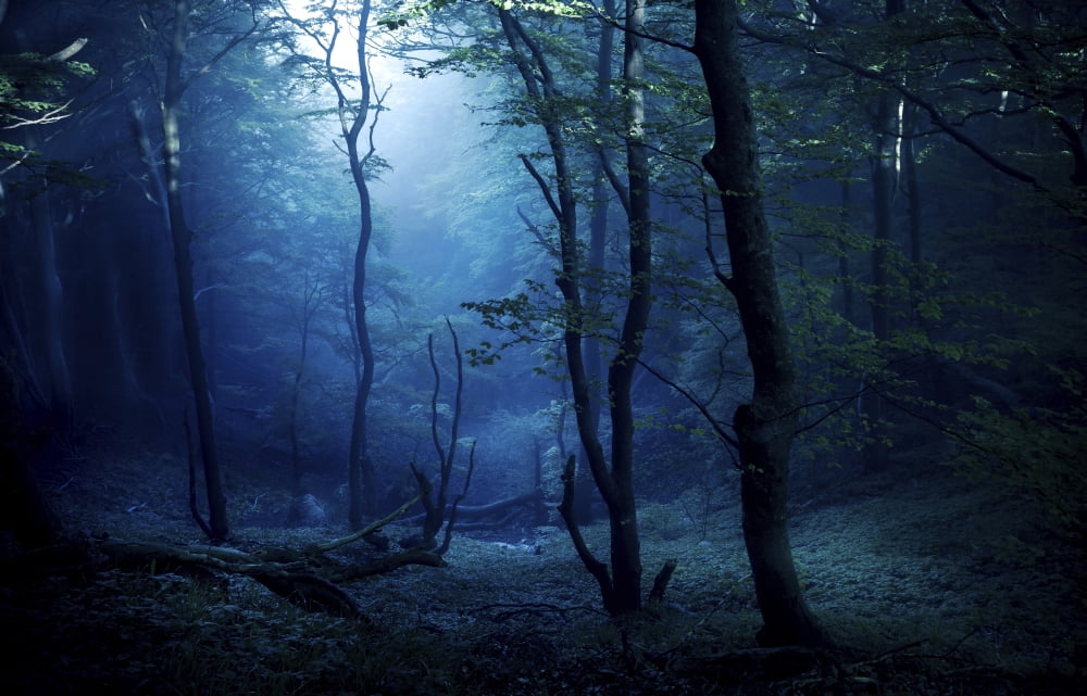 Misty dark forest Liselund Slotspark Denmark Canvas Art - Evgeny KuklevStocktrek Images (18 x 12)