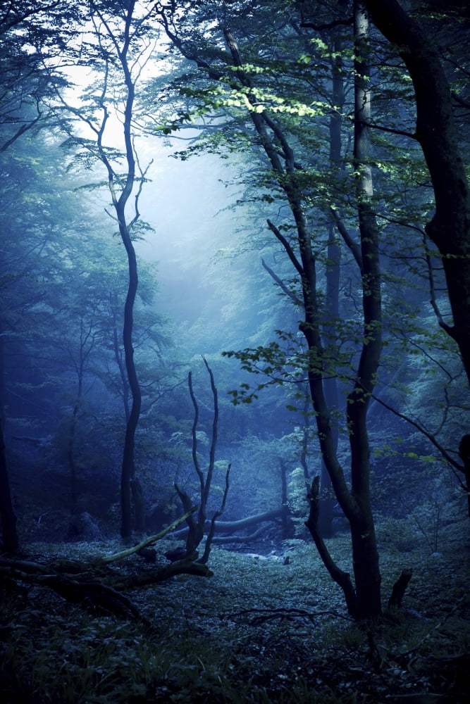 Misty dark forest Liselund Slotspark Denmark Canvas Art - Evgeny KuklevStocktrek Images (23 x 35)
