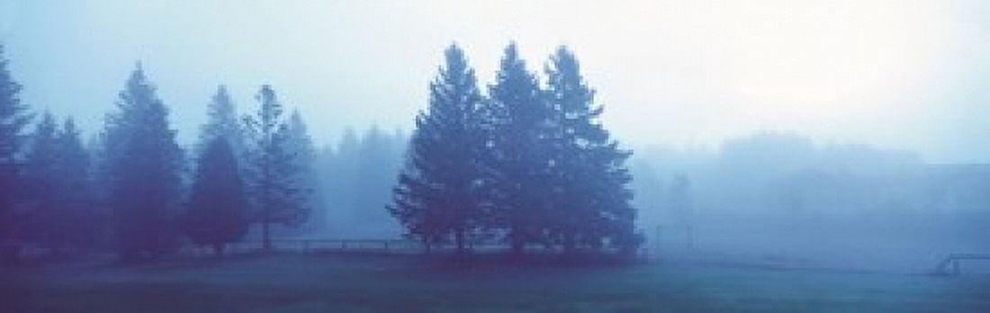 Misty forest Quebec Canada Canvas Art - Panoramic Images (18 x 6)