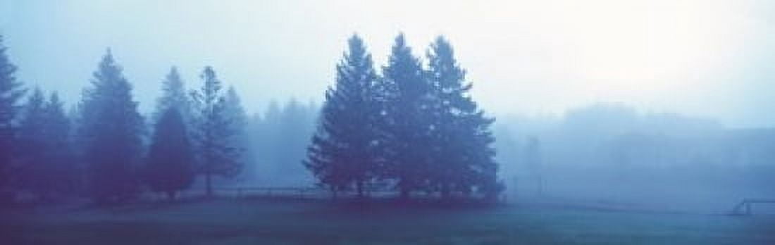 Misty forest Quebec Canada Canvas Art - Panoramic Images (36 x 12)