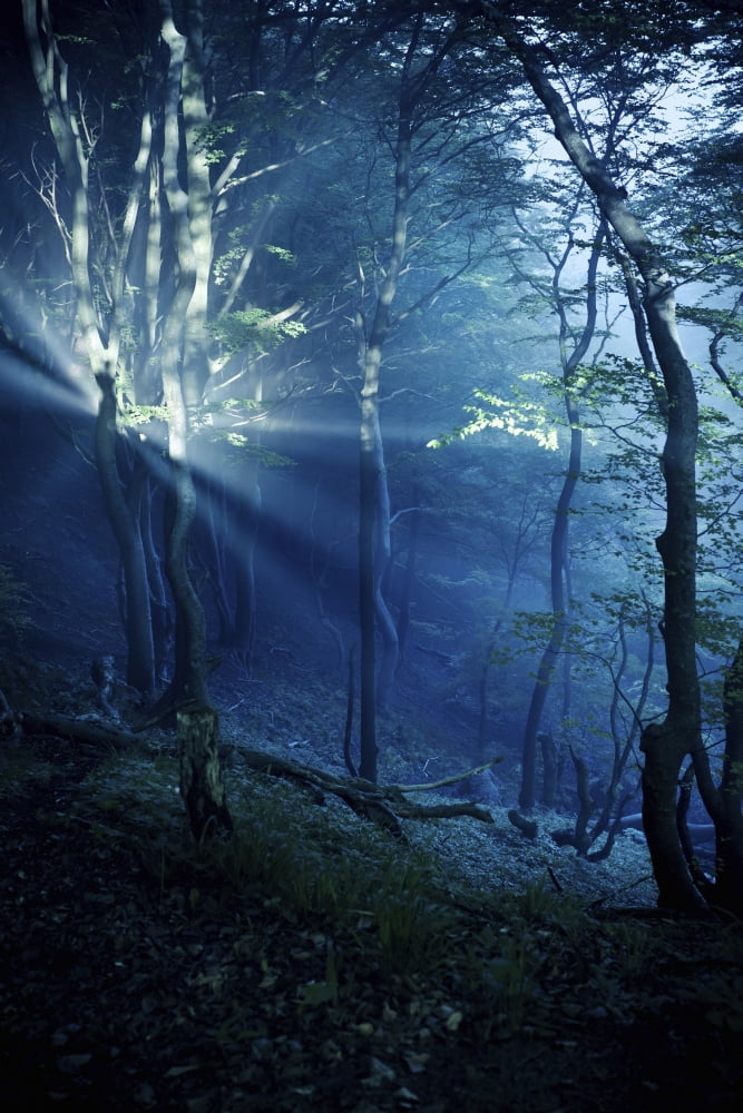 Misty rays in a dark forest Liselund Slotspark Denmark Canvas Art - Evgeny KuklevStocktrek Images (12 x 18)