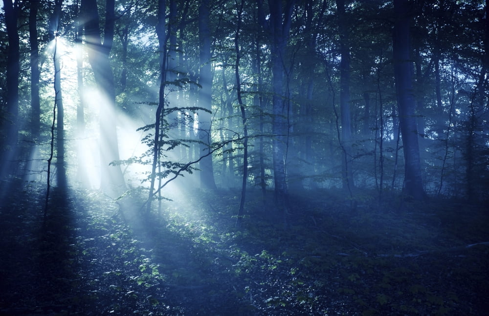 Misty rays in a dark forest Liselund Slotspark Denmark Canvas Art - Evgeny KuklevStocktrek Images (18 x 12)