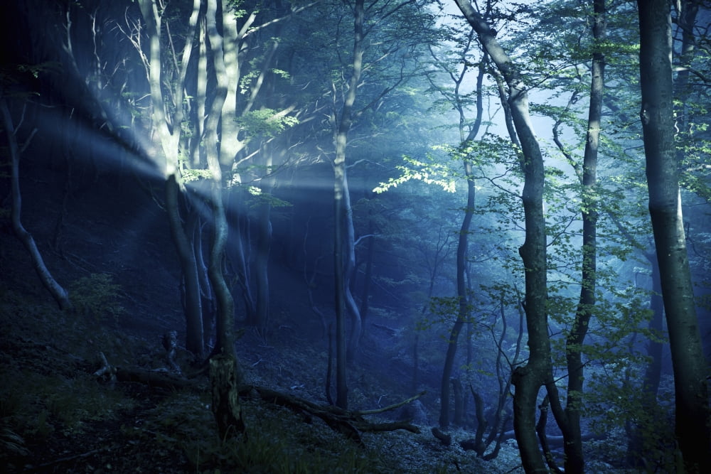 Misty rays in a dark forest Liselund Slotspark Denmark Canvas Art - Evgeny KuklevStocktrek Images (18 x 12)