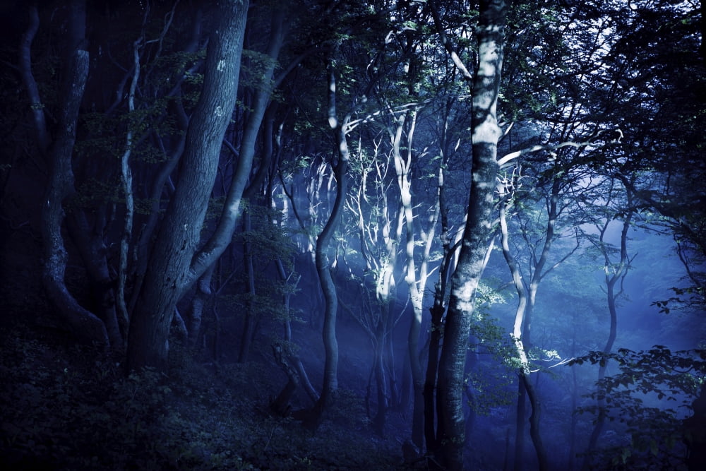 Misty rays in a dark forest Liselund Slotspark Denmark Canvas Art - Evgeny KuklevStocktrek Images (18 x 12)