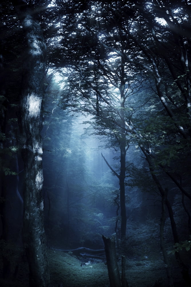 Misty rays in a dark forest Liselund Slotspark Denmark Canvas Art - Evgeny KuklevStocktrek Images (23 x 35)