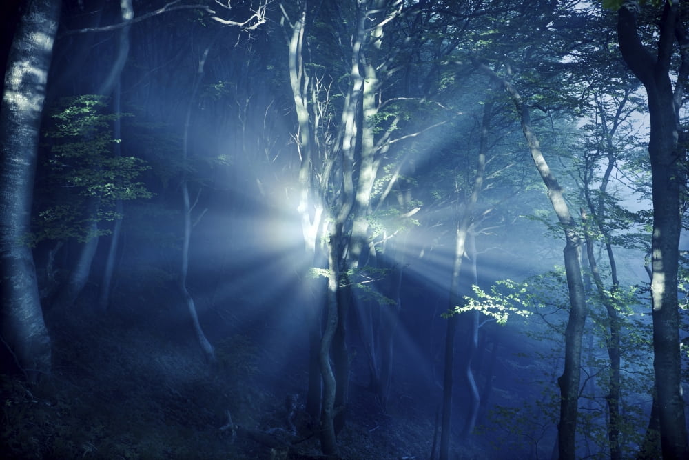 Misty rays in a dark forest Liselund Slotspark Denmark Canvas Art - Evgeny KuklevStocktrek Images (35 x 23)