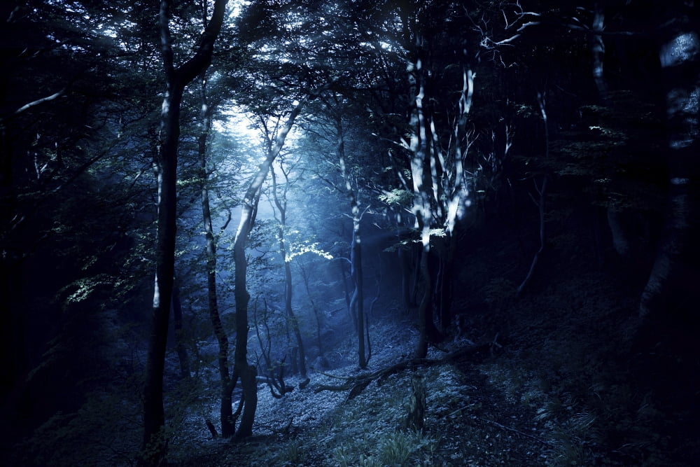 Misty rays in a dark forest Liselund Slotspark Denmark Canvas Art - Evgeny KuklevStocktrek Images (35 x 23)