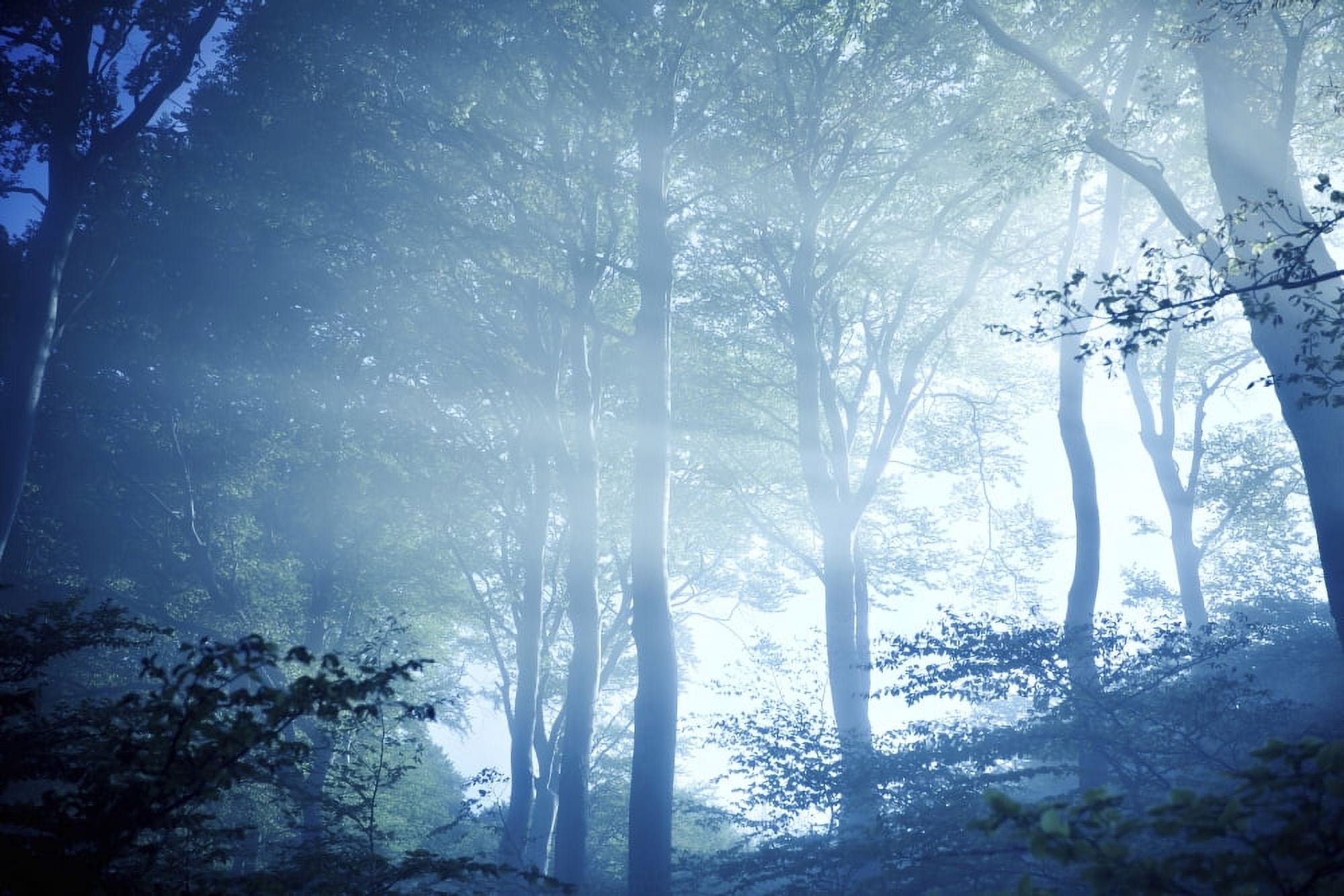 Misty rays of light pass through forest trees Liselund Slotspark Denmark Canvas Art - Evgeny KuklevStocktrek Images (35 x 23)