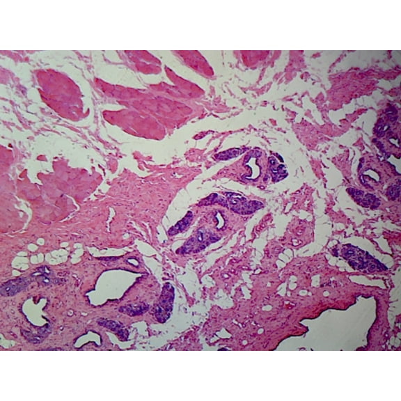 Mitochondria from Pancreas or Intestine Cells, Mammalian; Section by Go Science Crazy