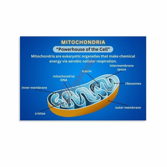 Mitochondrion Structure, Function & Cell Energy Production Infographic Poster (1) Canvas for Living Room Bedroom Decor