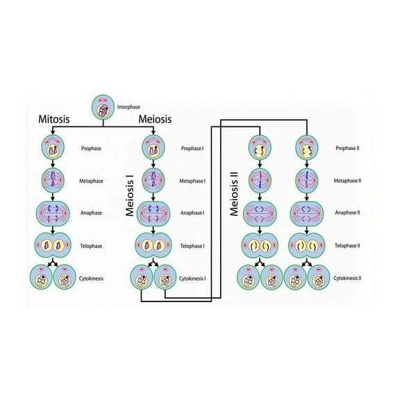 Mitosis Meiosis Chart Cell Division Biology Science Poster Educational Art for Classroom Home School Study Room Decor