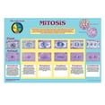 thumbnail image 1 of Mitosis Poster, Full Color, Size 36 X 24", 1 of 1