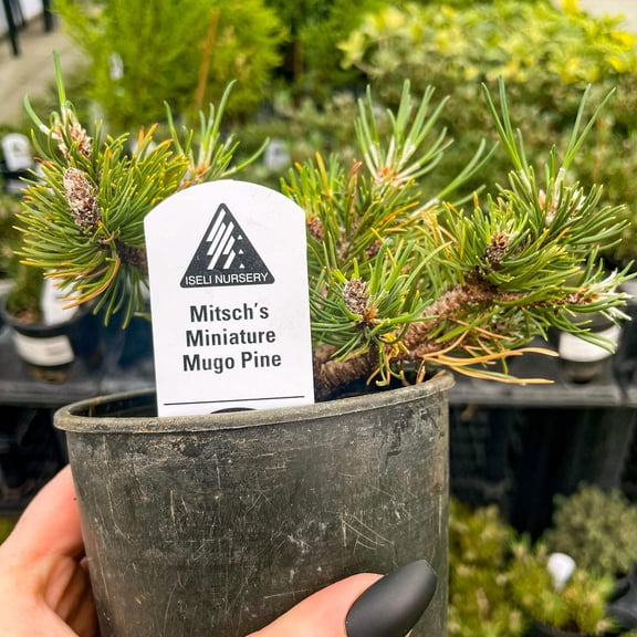 Mitschs Mini Mugo Pine, Live Plant, 4" Growers Pot