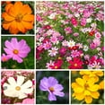 Mix Cosmos Seeds for OIF8 Planting Heirloom Wildflower (Cosmos