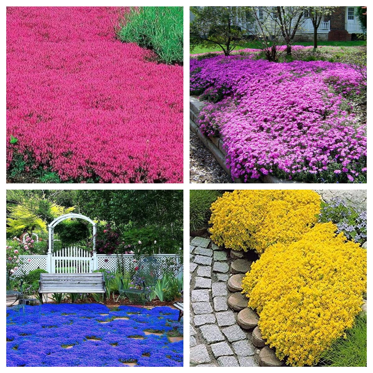 Mix Creeping Thyme Seeds OIF8 for Planting - Red Purple Blue Creeping ...