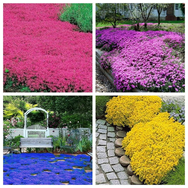 Mix Creeping Thyme Seeds OIF8 for Planting Red Purple Blue Creeping