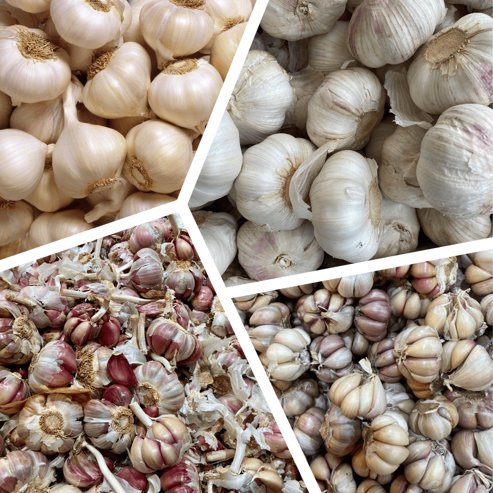 Mix Garlic Bulbs for Planting, Set Garlic Bulbs, 0.5Lb, Assorted Heirloom Garlic for Planting or Culinary Use