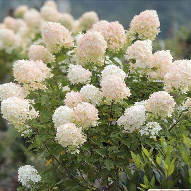 Mix Hydrangea plant for Planting Hydrangea macrophylla Giant Snowball Hydrangea Fast Growing