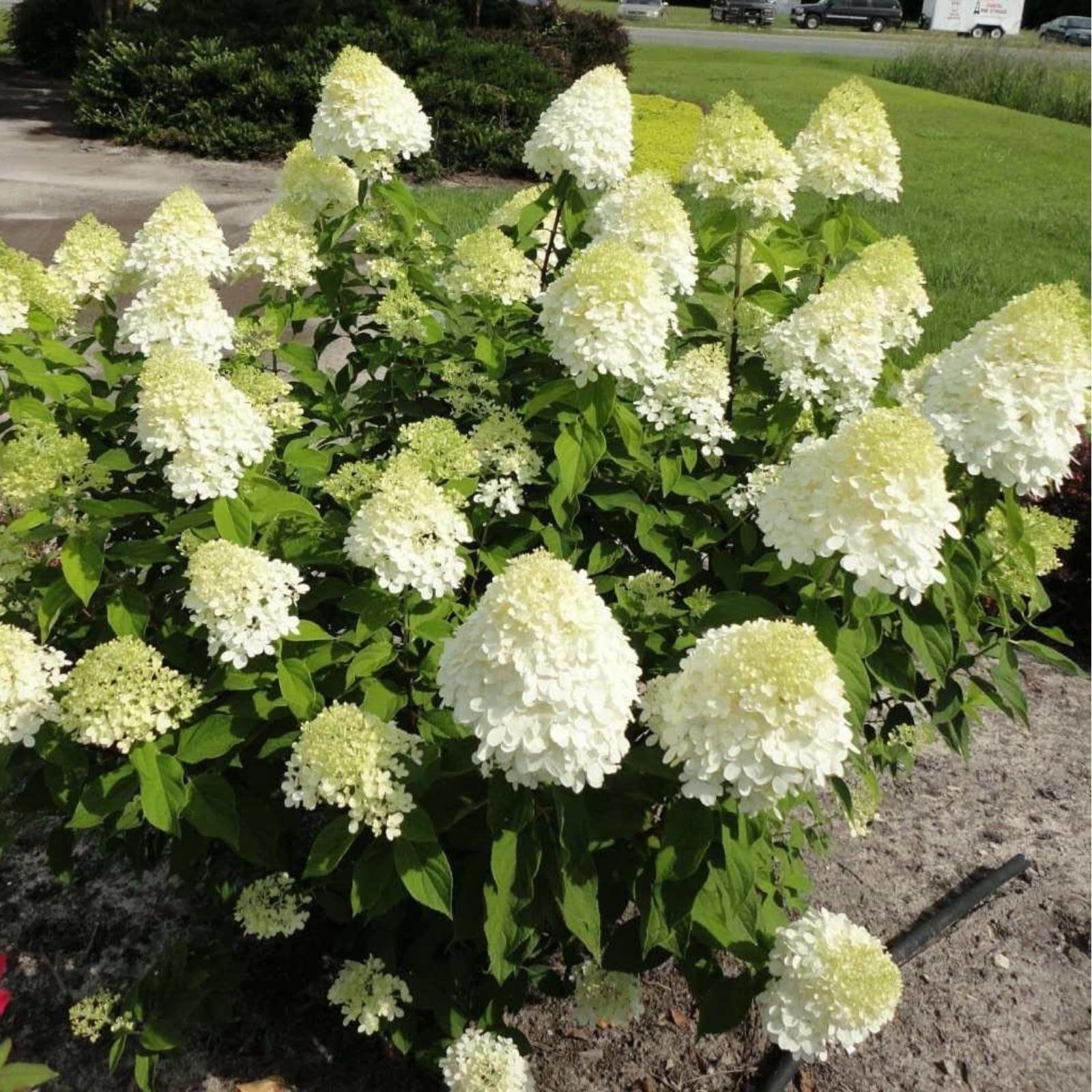 Mix Hydrangea plant for Planting Hydrangea macrophylla Giant Snowball Hydrangea Fast Growing