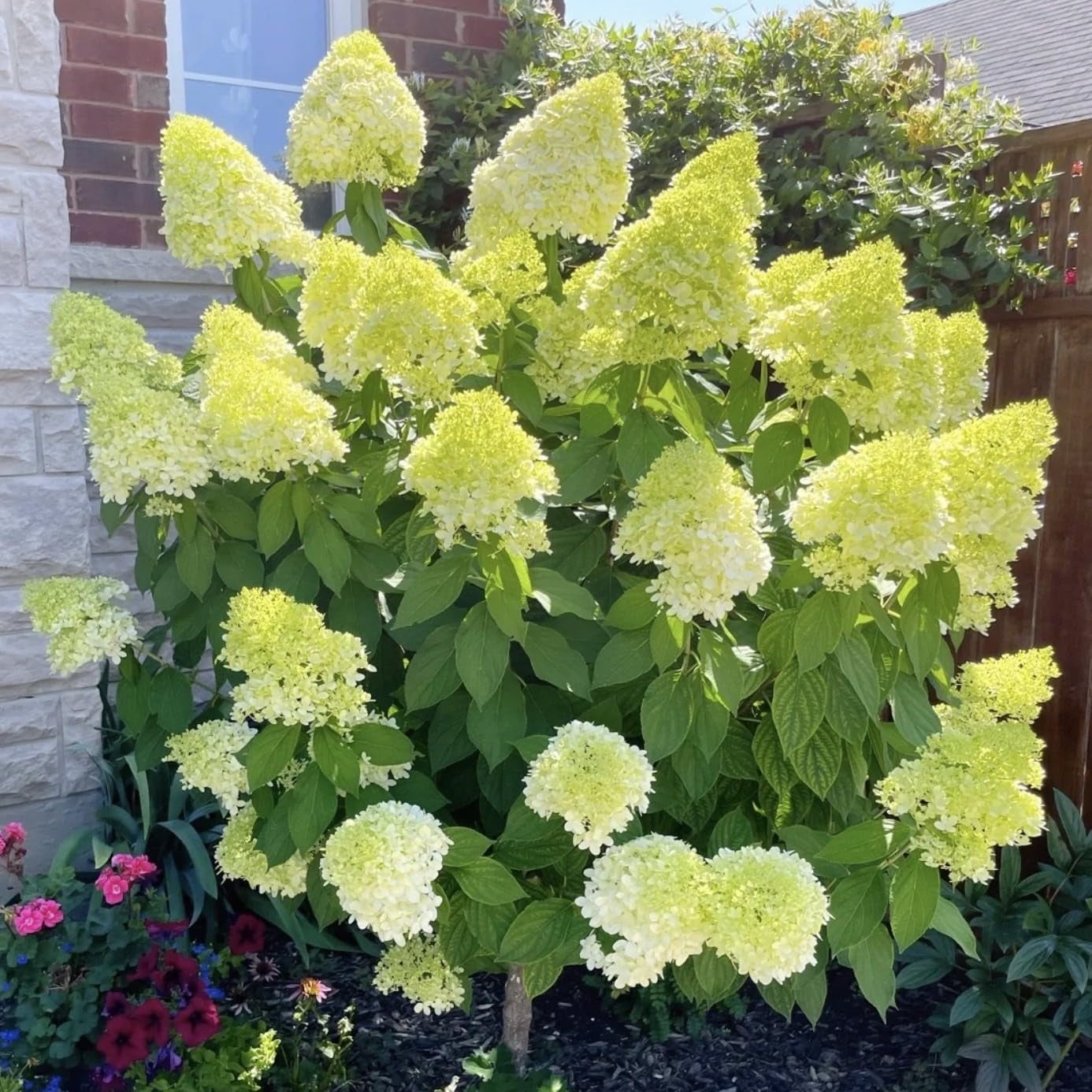 Mix Hydrangea plant for Planting Hydrangea macrophylla Giant Snowball Hydrangea Fast Growing