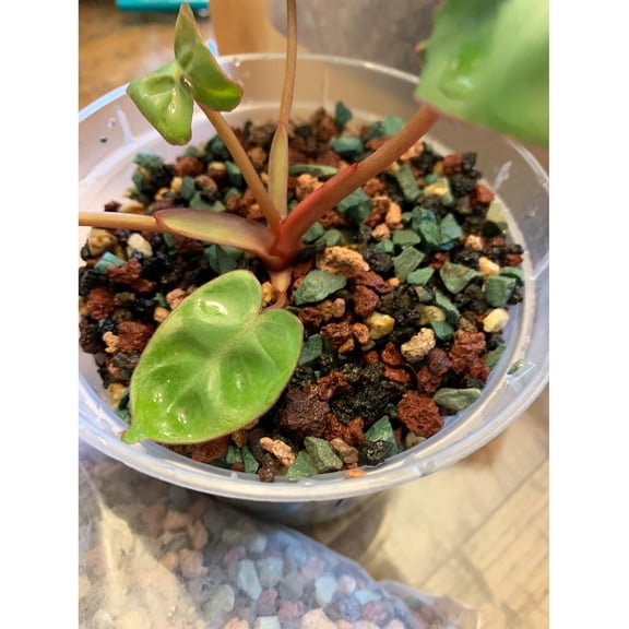 Mix Lava Rocks for Plants - Gravel Pebbles for Bonsai Succulent Cactus Potting Soil and Vase Fillers, Fairy Gardening, Top Dressing