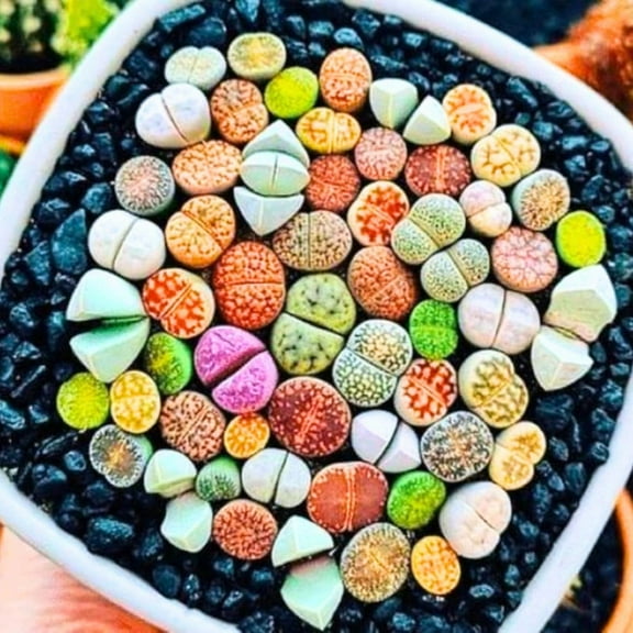 Mix Lithops Succulents Plants Live Bulks, Pack 10 Corlorful Living Stones Lithops Live Plants, Beautiful Lithops Living Stones, Large Lithop Succulents Cactus