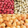 thumbnail image 1 of Mix, Red,Yellow,White,Onion Sets, (40 Bulbs) Garden Vegetable, 1 of 3