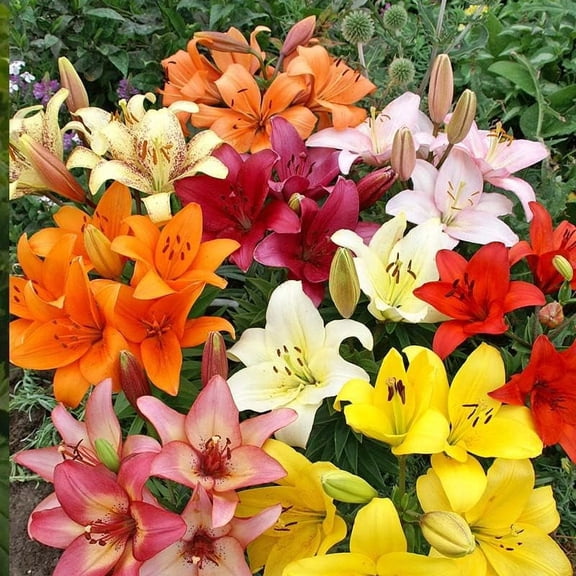 Mixed Asiatic Lilies Flower Bulbs - 5 Lily Bulbs Per Pack - Mixed Colors - Attracts Butterflies and Hummingbirds - Grows Well in Containers - Perennializing