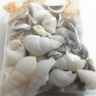 8 Pieces Seashells for Crafting Mix Ocean Shell Decorations Arts Supplies