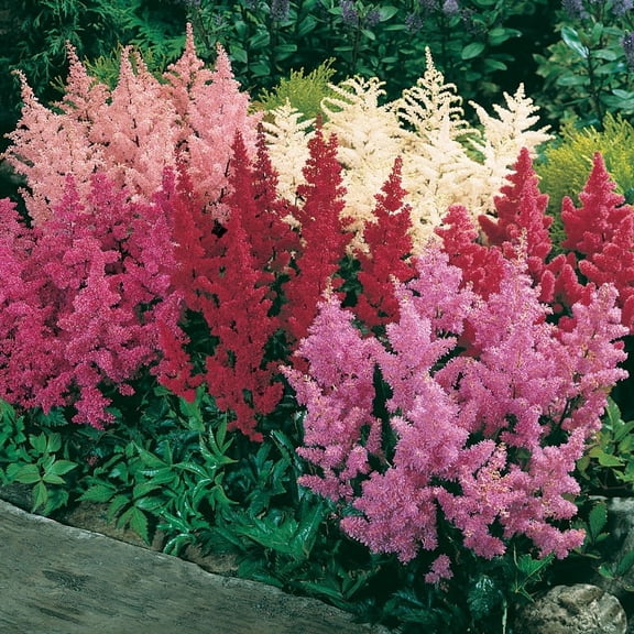 Mixed Astilbe Flower Bulbs Value Bag - 8 Roots per Pack - Attracts Butterflies and Hummingbirds - Deer Resistant - Naturalizing - Perennializing - Easy to Grow Live Plants - Outdoor Garden