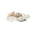 thumbnail image 1 of Mixed Beach Seashells Pack, 4-Ounce, 1 of 1