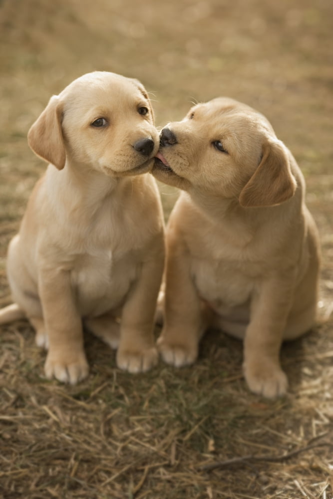 Mixed Breed (Lab Cross) 8-Week Old Puppy In Farm Yard Near Cochrane Alberta Canvas Art - Darwin Wiggett Design Pics (11 x 17)