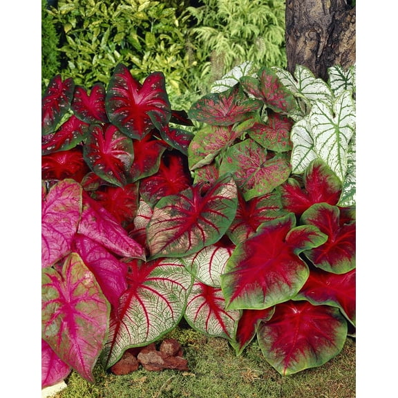 Mixed Caladium Bulbs, Bare Roots, Spring Planting (Bag of 20)