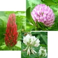 Mixed Clover Seed Balls STF9 Seed Bombs for Bees & Butterflies (50