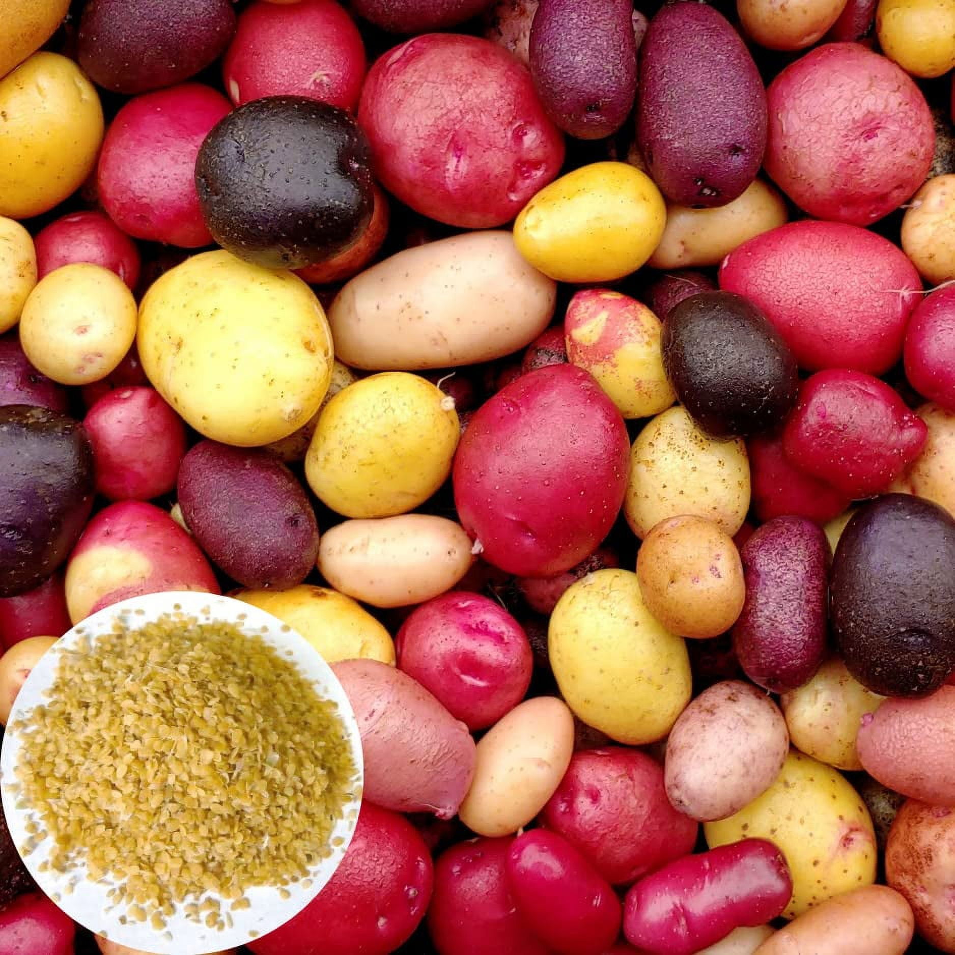Mixed Color CM31 Potato Seeds for Planting Outdoors, 60 True Potato ...