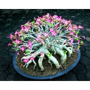 Mixed Color Desert Rose Seeds | Easy to Grow Adenium Obesum - Exotic Bonsai Plant (10 Seeds)
