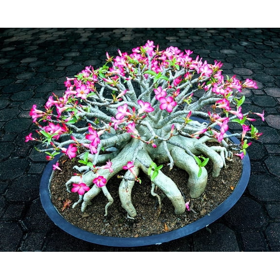 CZ Grain 10 Mixed Color Desert Rose Plant Seeds, Easy Growing