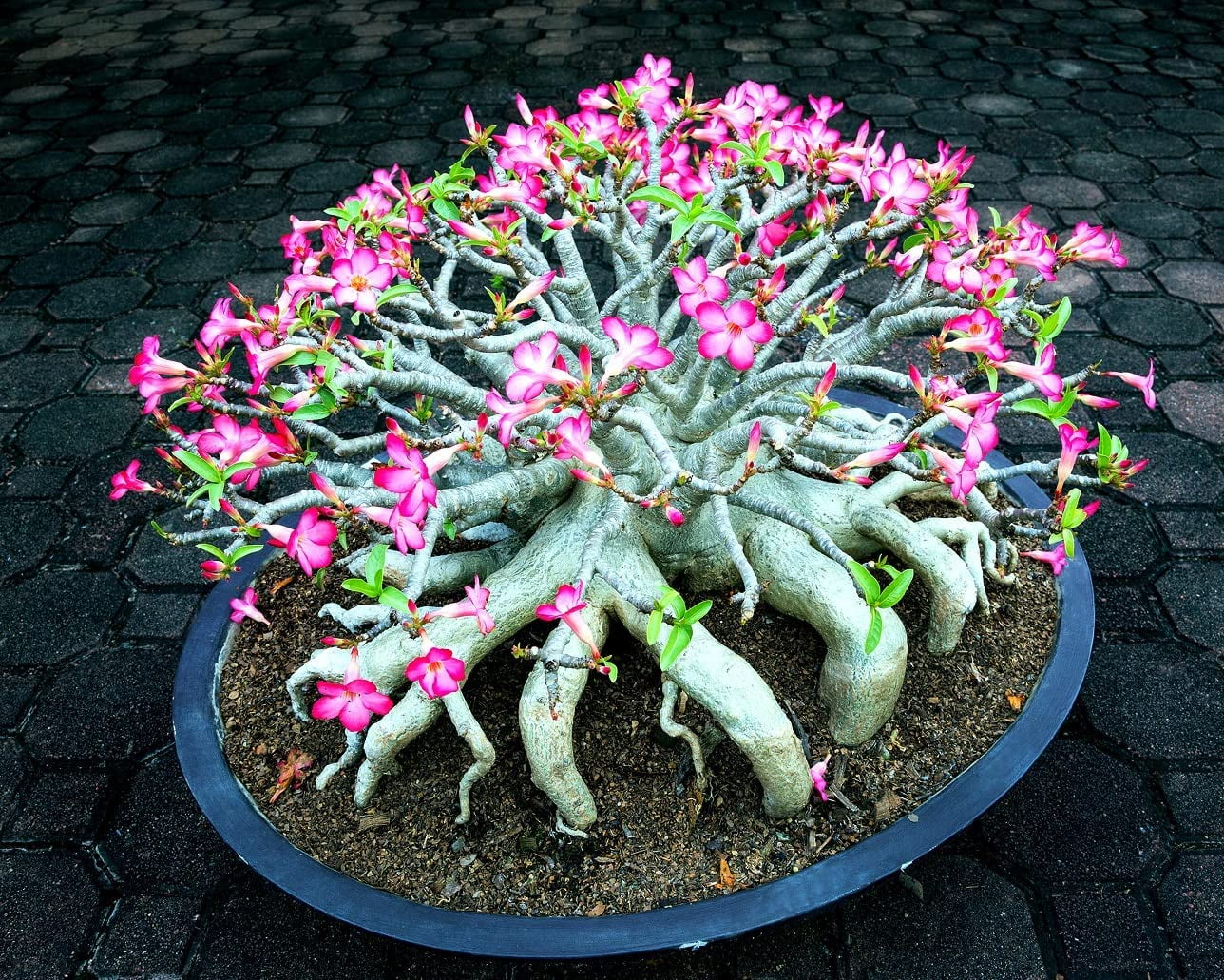 CZ Grain 200 Mixed Color Desert Rose Seeds, Easy to Grow