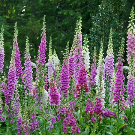 Mixed Color Foxglove Digitalis Flower Seeds - 4 Oz - Perennial Flower Garden Seeds - Digitalis purpurea