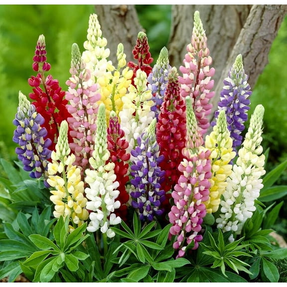 Mixed Color Giant Lupine Seeds - Exotic Flowers - 200+ Seeds of Mix Lupine Wildflowers, Easy to Grow
